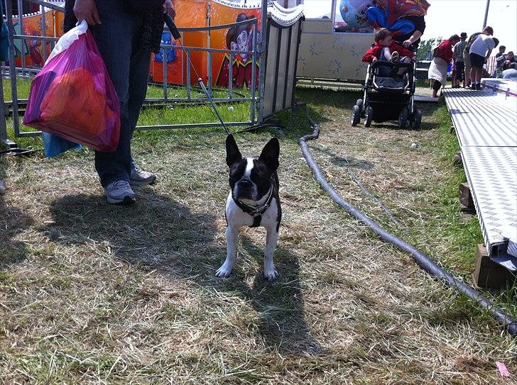 Boston terrier EQ High Voltage / Teddi - Med på Døllefjelde Musse marked. billede 4