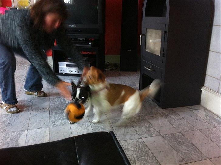 Boston terrier EQ High Voltage / Teddi - Er du gal, hun er hurtig! billede 5