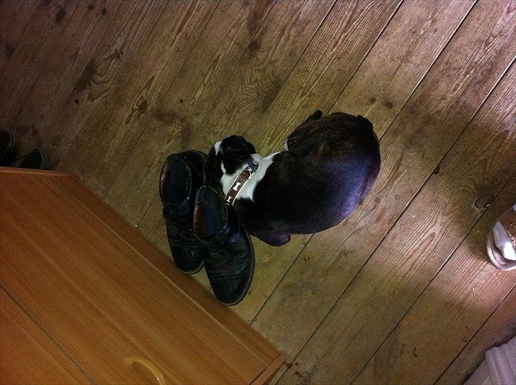 Boston terrier EQ High Voltage / Teddi - Årh... Far gik på værksted uden mig. billede 6