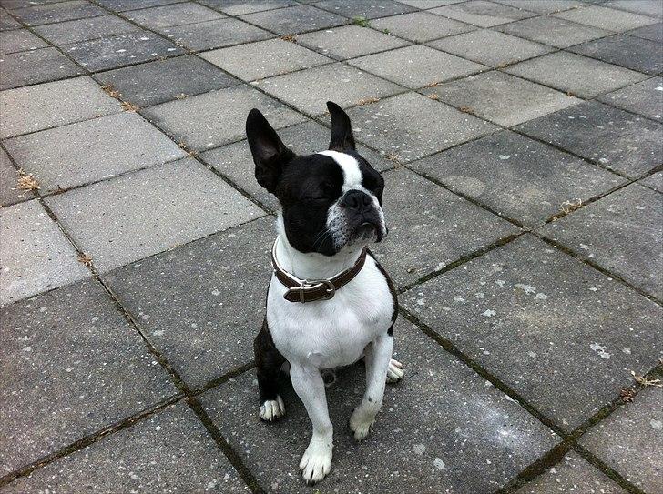 Boston terrier EQ High Voltage / Teddi - Bliver træt af al den friske luft. billede 7