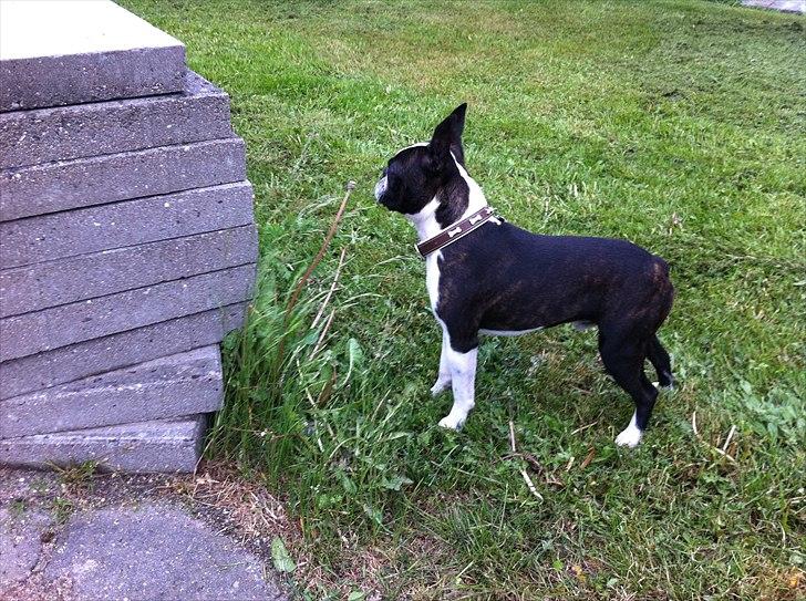 Boston terrier EQ High Voltage / Teddi - Er der nogen? billede 8