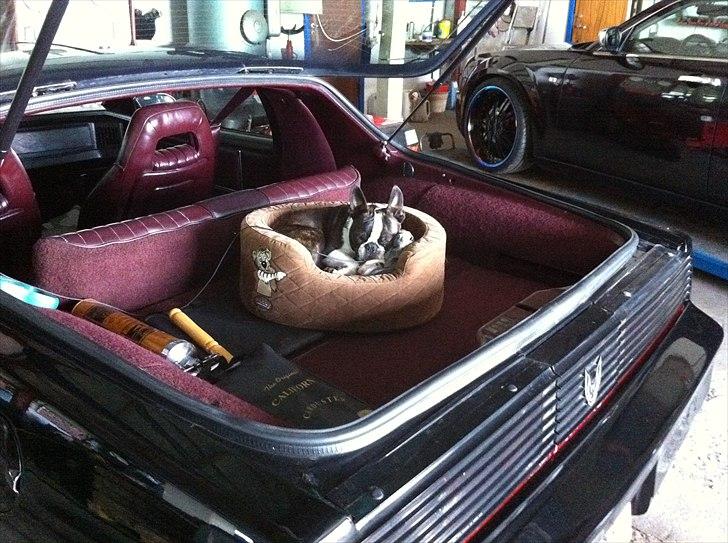 Boston terrier EQ High Voltage / Teddi - Snupper lige en lur mens han skifter bremser. billede 9