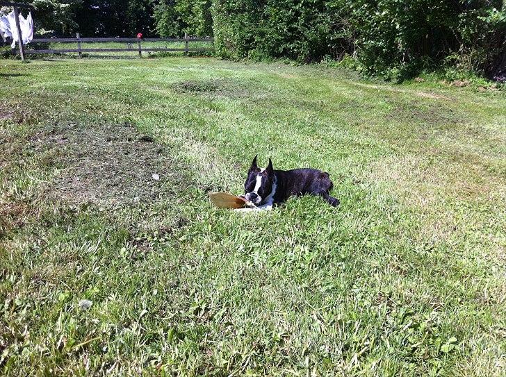 Boston terrier EQ High Voltage / Teddi - Hygge i haven. billede 10