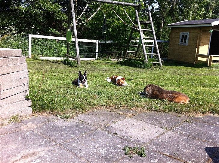 Boston terrier EQ High Voltage / Teddi - Gumleben med mine venner. billede 11