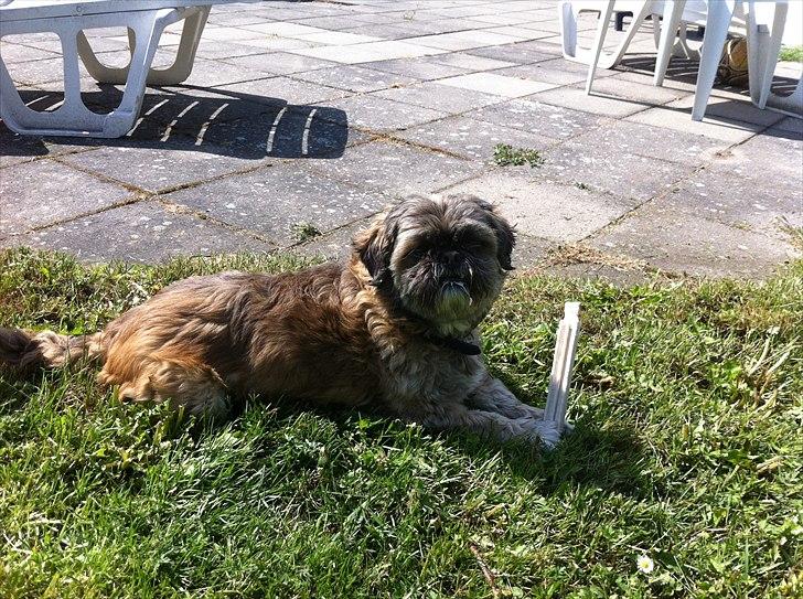 Boston terrier EQ High Voltage / Teddi - Willy min pap bror. billede 12