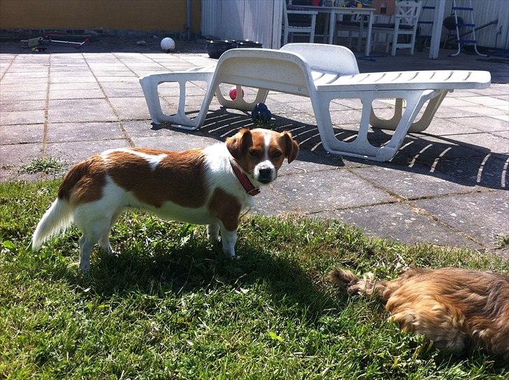 Boston terrier EQ High Voltage / Teddi - Fiona min pap søster. billede 13