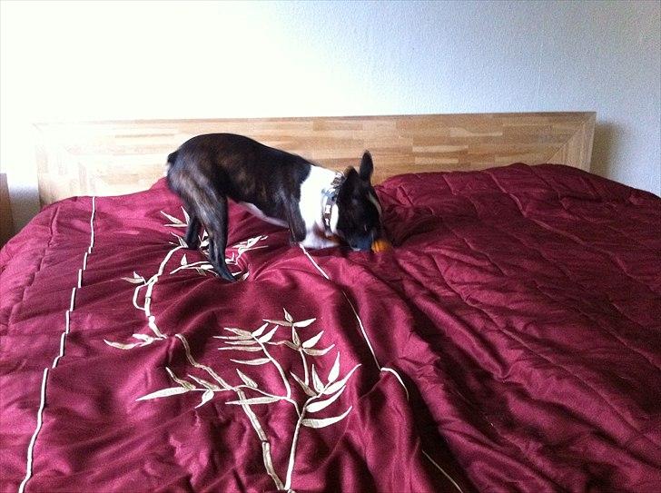 Boston terrier EQ High Voltage / Teddi - Nu skal den have en omgang. billede 14