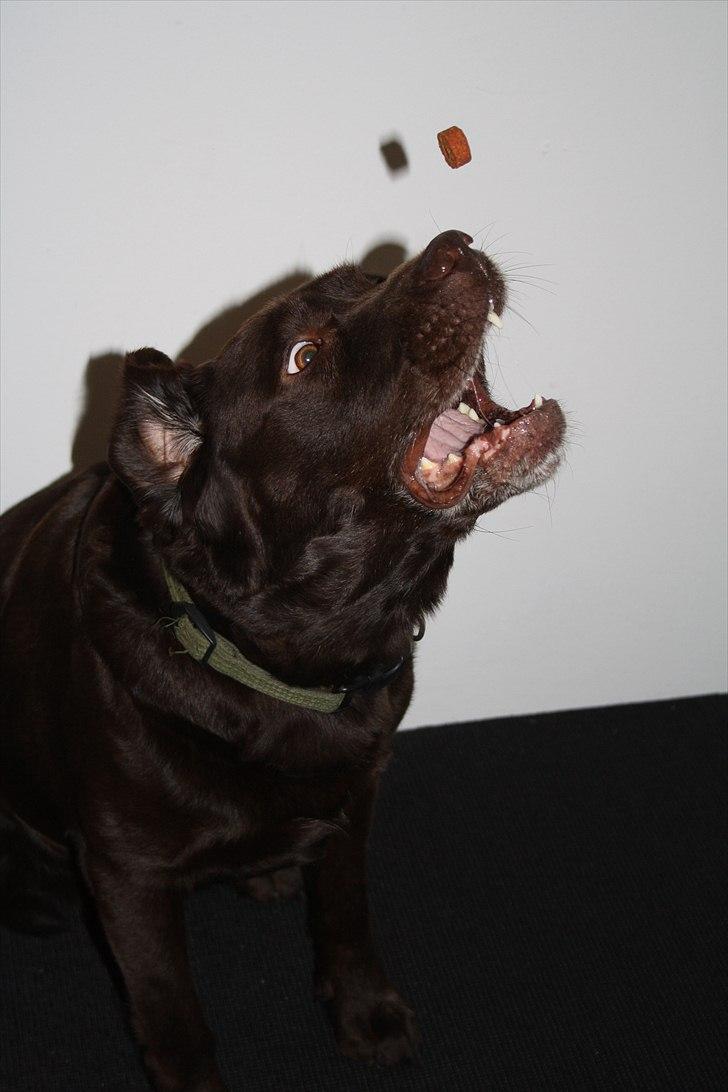 Labrador retriever Emma - Som sagt: Meget madglad! 
Hvad man ikke kan få hende til med en godbid :-) billede 20