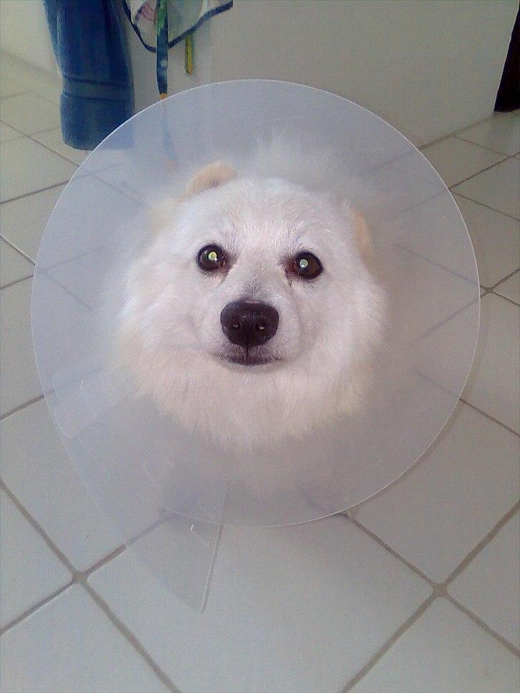 Volpino italiano Hedehuset's Primitivo (Ludvig) - Så skulle lille drengen altså have den dumme maske på, for han kunne ikke lade hver med at slikke i sit sår. Billede: Mor. billede 7