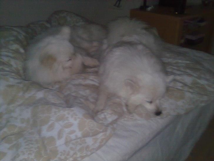Volpino italiano Hedehuset's Primitivo (Ludvig) - Chulo og Ludvig hygger i sengen, hos min lillesøster. Billede: Mor. billede 8