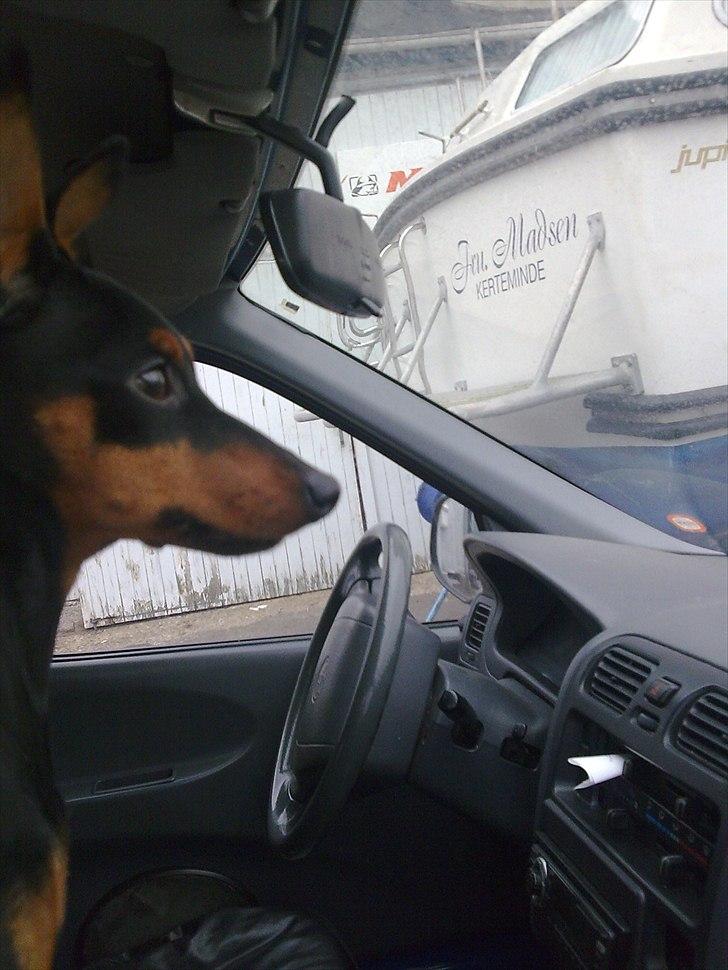 Dvaergpinscher tiny billede 11