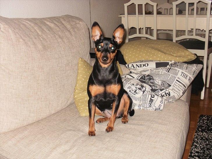 Dvaergpinscher tiny billede 12