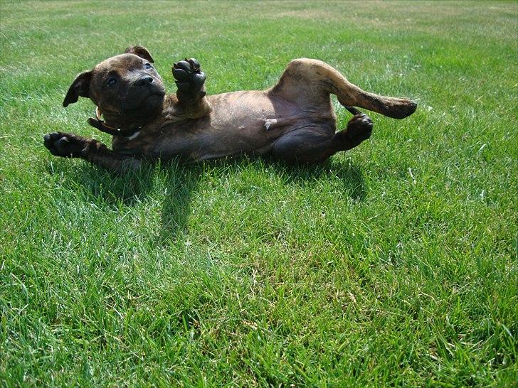 Staffordshire bull terrier Belila's Buddy billede 7