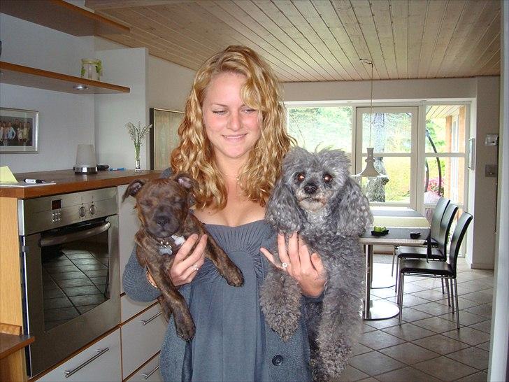 Staffordshire bull terrier Belila's Buddy - Min søster med Buddy og Hodja - vores 14 år gamle puddel. Hodja syntes Buddy er liiiidt for vild :) billede 8