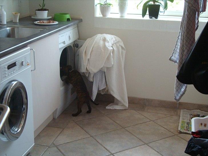 Staffordshire bull terrier Belila's Buddy - Som altid er han vildt nysgerrig :) billede 9