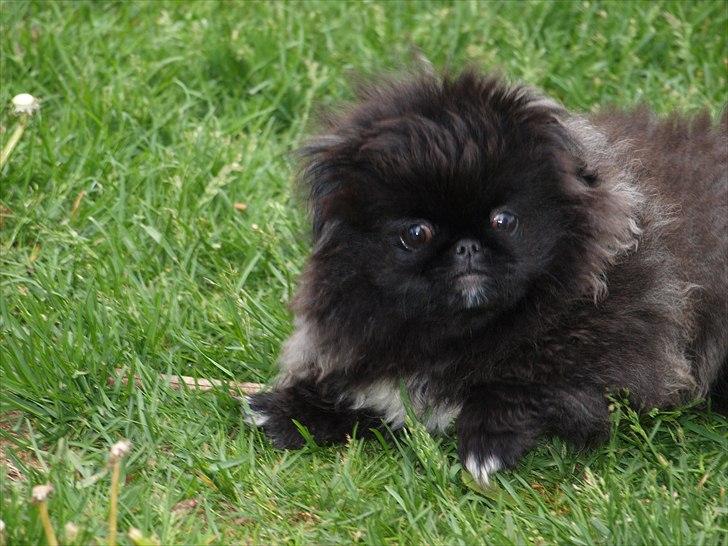 Pekingeser Cita AKA Bulldozeren - D. 25.05.11 billede 6