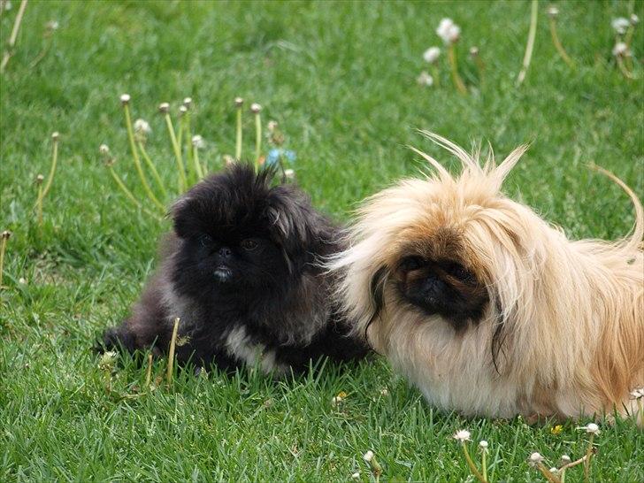 Pekingeser Chui Aka Pigehunden<3 hvil i fred <3 - D. 25.05.11 Chui og Liva - halv søskende billede 2
