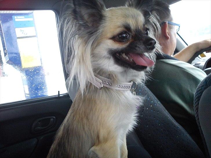 Chihuahua Aya - Det så dejligt at være ude og køre, glad for at jeg ikke behøvede at være i tasken billede 5