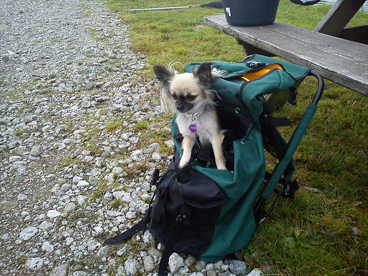 Chihuahua Aya - Hvem snakker? Hva sker der mor? billede 6