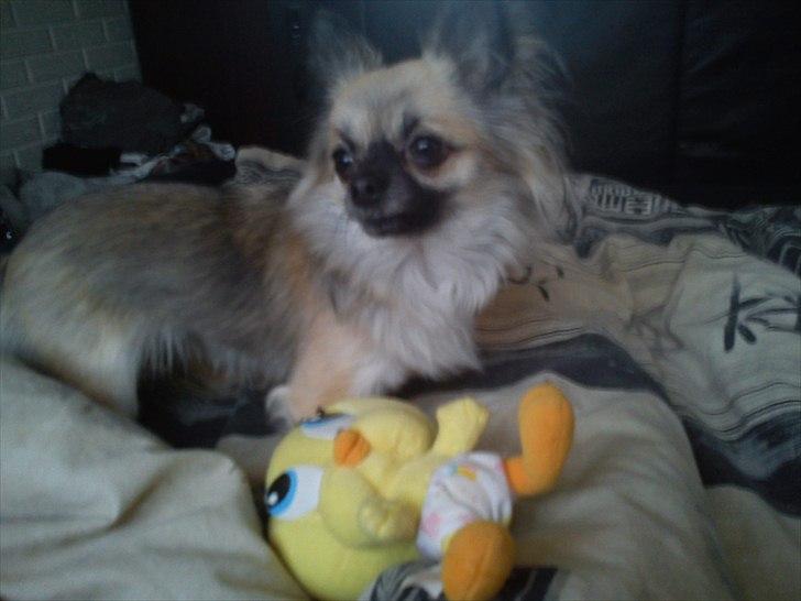 Chihuahua Aya - Nu har jeg fundet Pip, også kommer der selvfølgelig nogen gående uden foran vinduet, hvem er det mor? billede 7