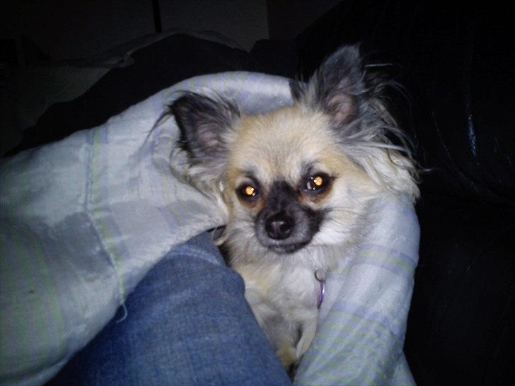 Chihuahua Aya - Gider du godt sidde stille mor! Jeg vil altså gerne sove under dynen. Har ikke lyst til at gå billede 8