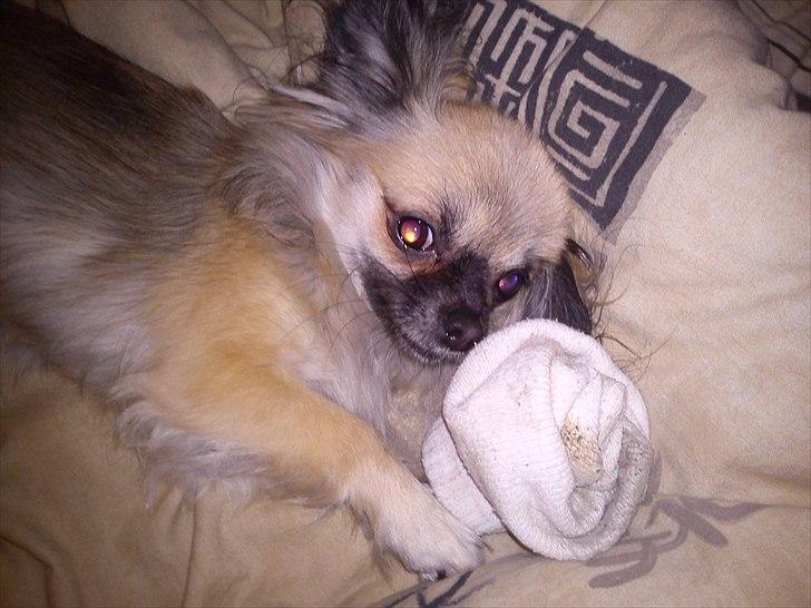 Chihuahua Aya - Se mor, jeg har taget fars strømpe. billede 9