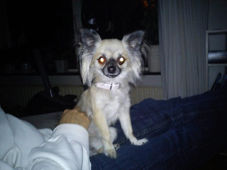 Chihuahua Aya - Bliver du aldrig træt af at tage billeder af mig mor?  billede 10