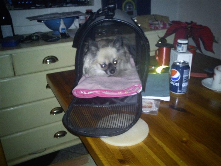 Chihuahua Aya - Det er min task mor. Du satte den ikke på gulvet, så jeg blev nødt til selv at kom op på bordet, så  jeg kunne komme i min task  billede 11