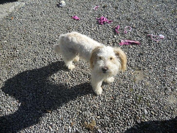 Blanding af racer Ricki tikki tavid billede 2