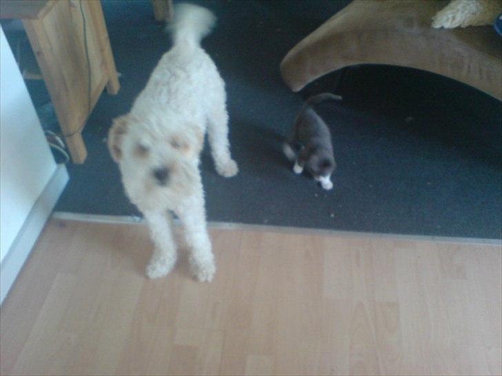 Blanding af racer Ricki tikki tavid billede 3