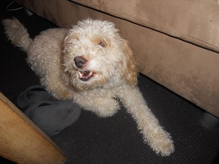 Blanding af racer Ricki tikki tavid billede 4