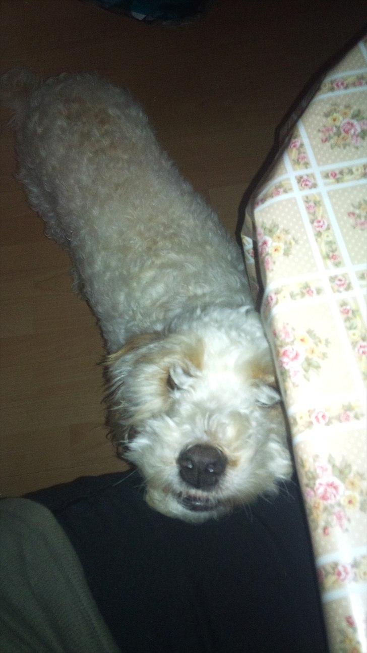 Blanding af racer Ricki tikki tavid billede 5