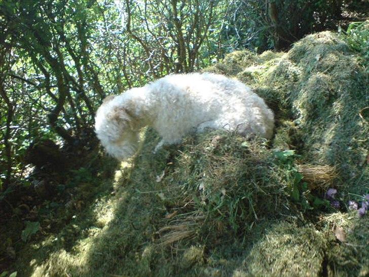 Blanding af racer Ricki tikki tavid billede 6