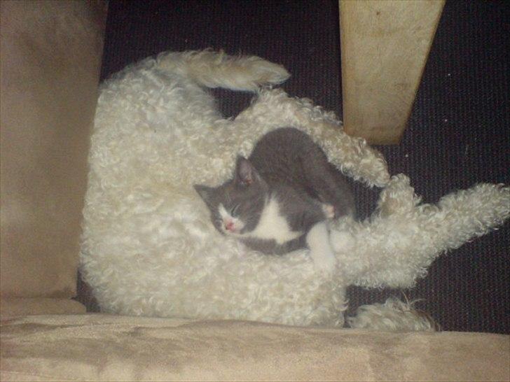 Blanding af racer Ricki tikki tavid - En træt hund og en killing vi havde redet.. billede 7