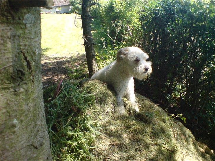 Blanding af racer Ricki tikki tavid - Velkommen til min profil billede 1