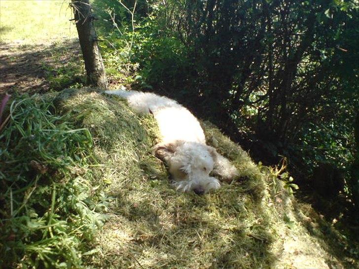 Blanding af racer Ricki tikki tavid billede 8