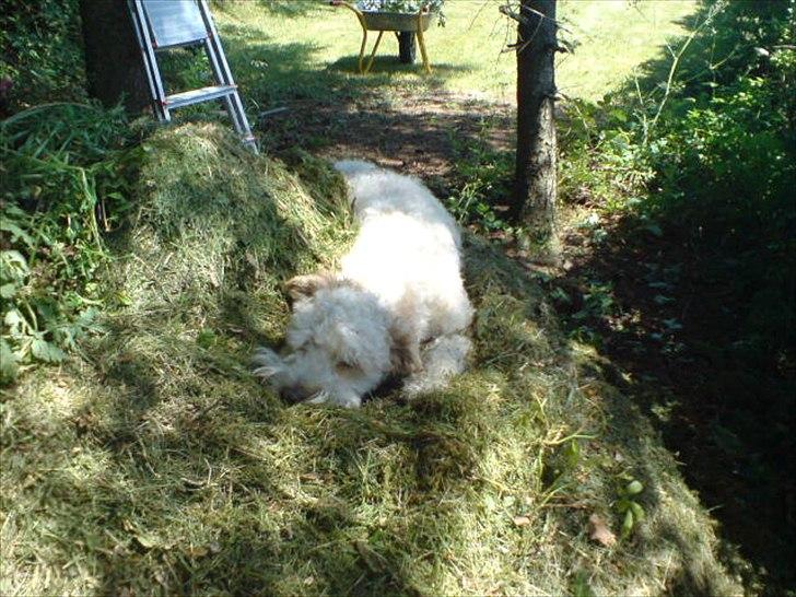 Blanding af racer Ricki tikki tavid billede 9