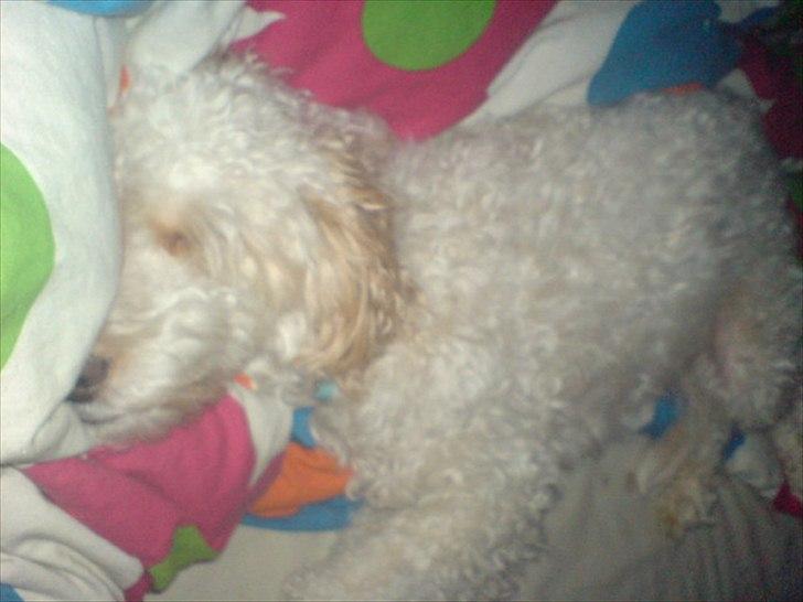 Blanding af racer Ricki tikki tavid - En meget træt hund <3 billede 10