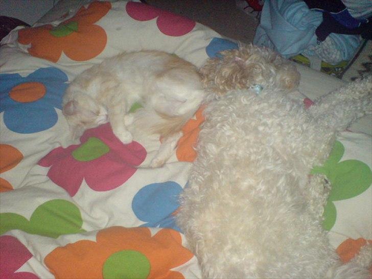 Blanding af racer Ricki tikki tavid billede 11