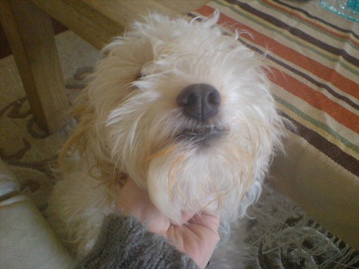 Blanding af racer Ricki tikki tavid billede 13