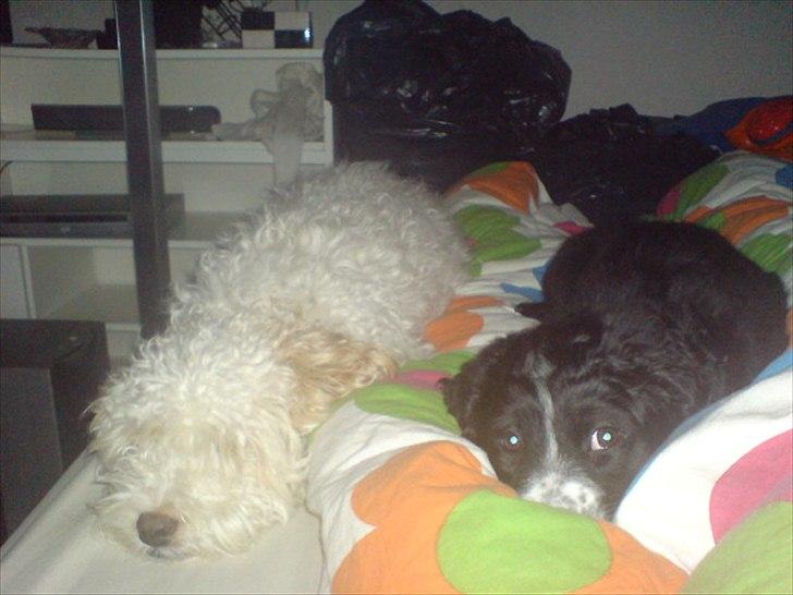 Blanding af racer Ricki tikki tavid - Ricki og lillesøster Troja billede 14