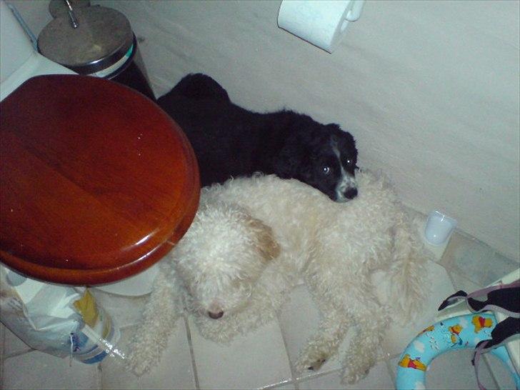 Blanding af racer Ricki tikki tavid - WC hygge med lillesøster troja billede 15