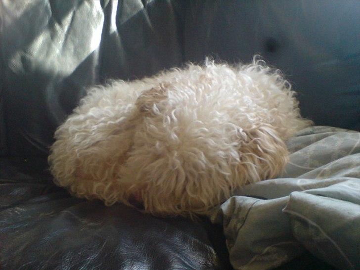 Blanding af racer Ricki tikki tavid billede 17