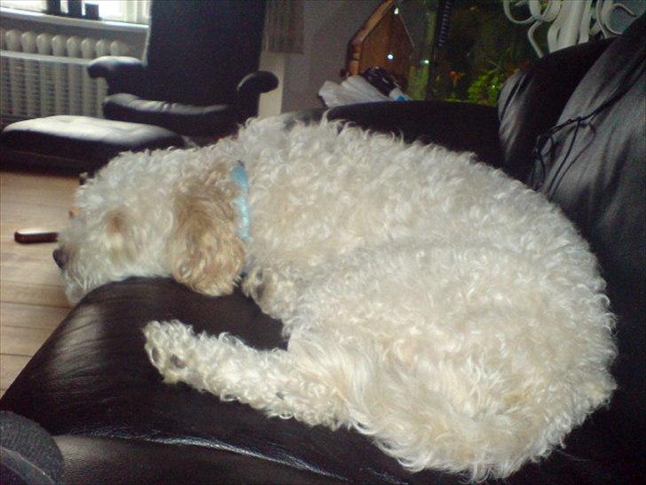 Blanding af racer Ricki tikki tavid billede 18