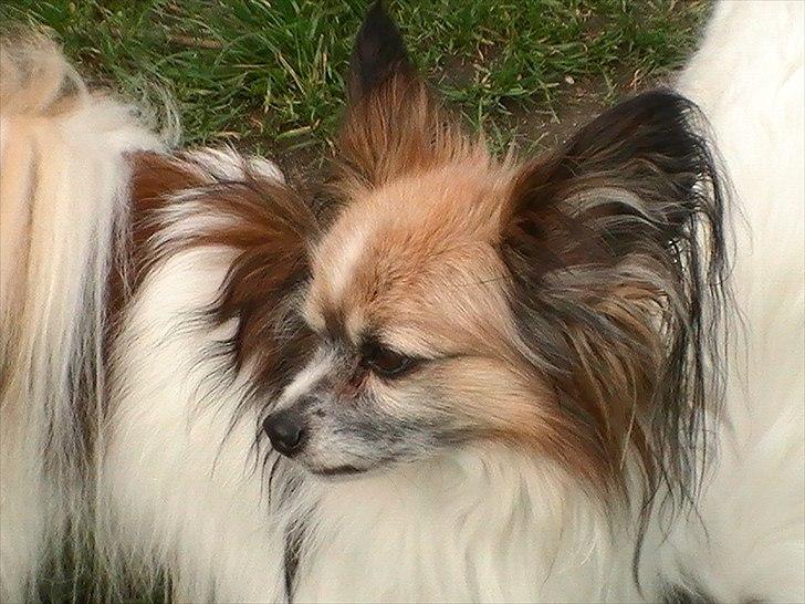 Papillon shaggi - velkommen til shaggi´s profil billede 1