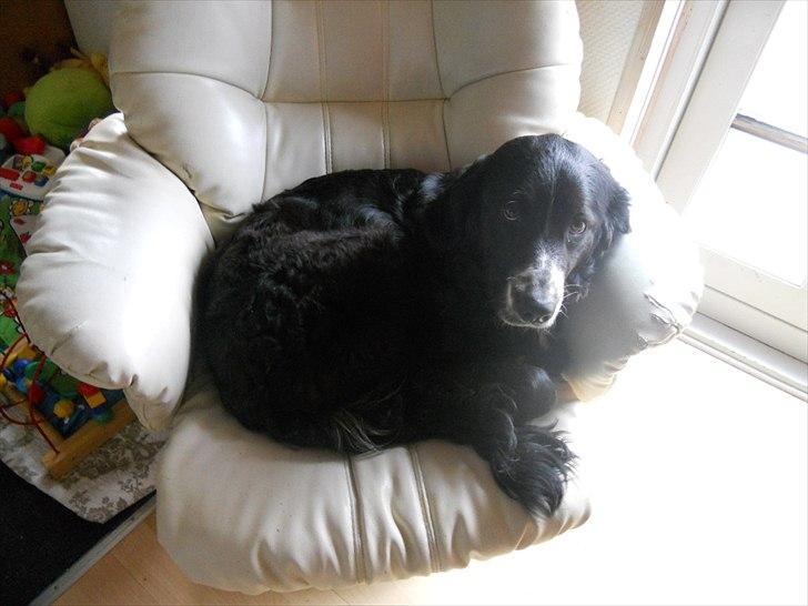 Blanding af racer Troja ( Trutte ) billede 1