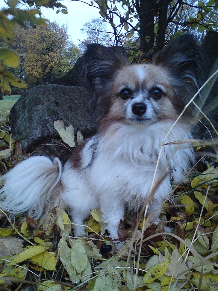 Papillon shaggi billede 2