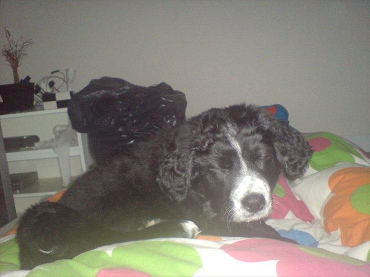 Blanding af racer Troja ( Trutte ) billede 3