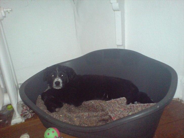 Blanding af racer Troja ( Trutte ) billede 4