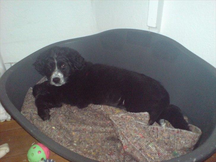 Blanding af racer Troja ( Trutte ) billede 5